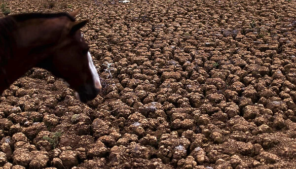 A horse is pictured in part of the Jaquari reservoir, during a drought in Vargem
