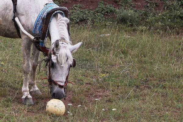 A horse plays with a ball at soccer field in the village of Nerodime