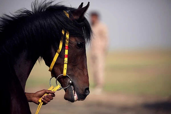 A horse reacts during a festival in Qamishli