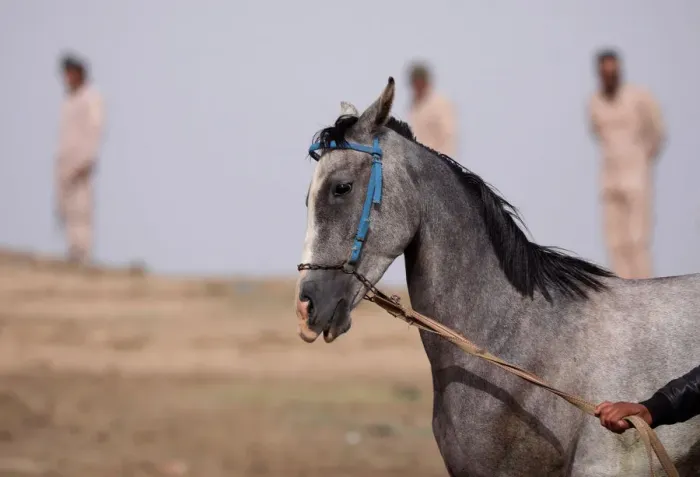Framed Print : A horse reacts during a festival in Qamishli Framed Print : A horse reacts during a festival in Qamishli