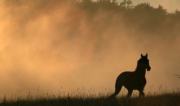 A horse runs in a meadow as the fog raises from a steaming forest during sunset after