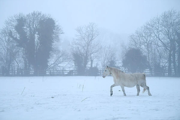A horse is seen in a field with snow in Straffan