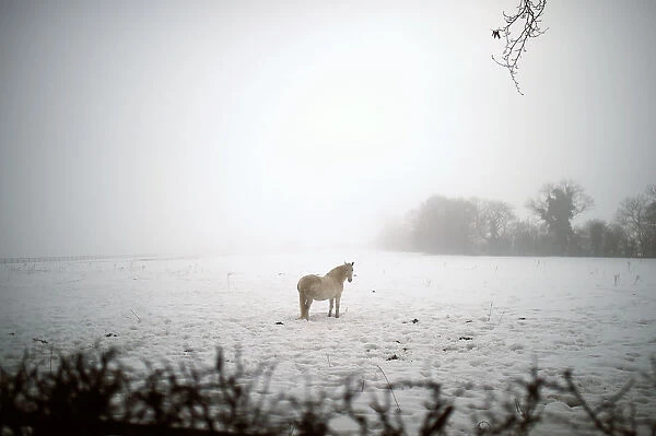 A horse is seen in a field with snow in Straffan