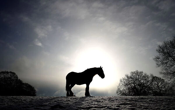 A horse stands in a snow covered field in Keele, Newcastle-under-Lyme