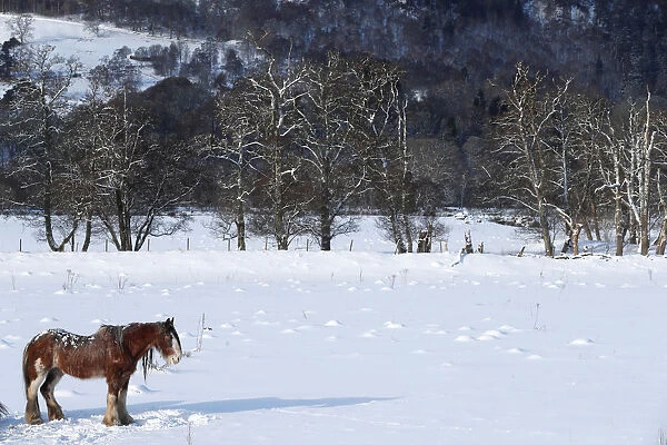 A horse stands in a snowy field in Pilochry, Scotland
