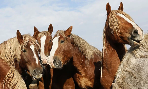 Horses gather for feeding at the Voskhod farm outside the village of Taseevo