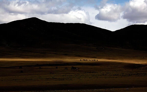 Horses graze on grasslands located around 200km (62 miles