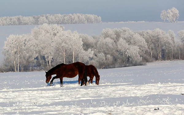 Horses graze on a snow-covered field outside the village of Chesnoki