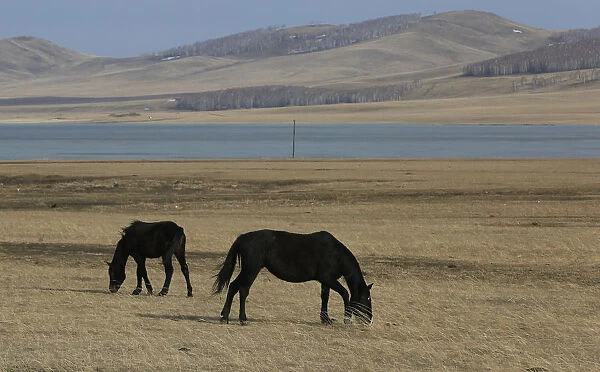 Horses graze in a steppe outside the Siberian village of Intikul