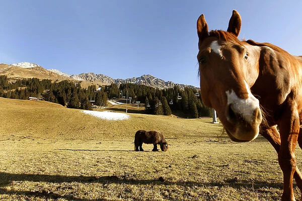 Horses are grazing on a snowless meadow next to a patch of artificial snow from a snow