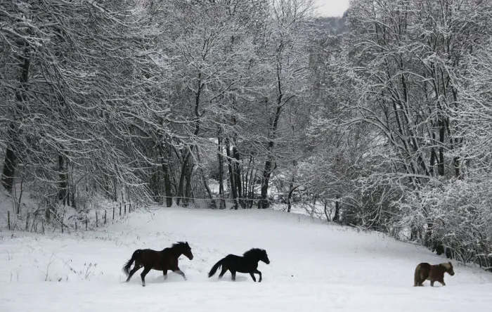 Framed Print : Horses run over snow covered field in Kaltenbach near Gummersbach Framed Print : Horses run over snow covered field in Kaltenbach near Gummersbach