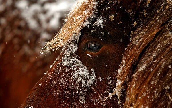 Horses are seen in the snow in Kaufbeuren