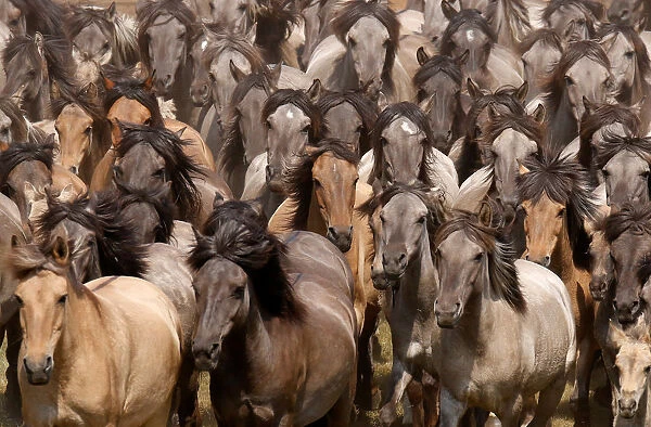 Horses are seen during a wild horse show event in Duelmen