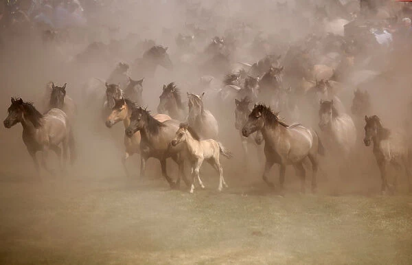 Horses are seen during a wild horse show event in Duelmen