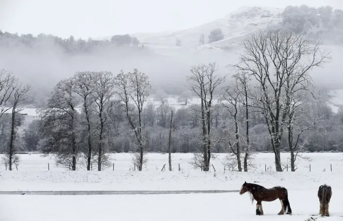 Framed Print : Horses stand in a snow covered field in Perthshire, Scotland Framed Print : Horses stand in a snow covered field in Perthshire, Scotland