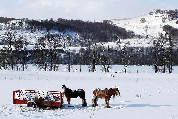 Horses stand in a snowy field in Pilochry, Scotland