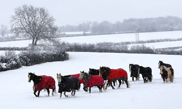 Horses walk across a snowy field in Leverstock Green
