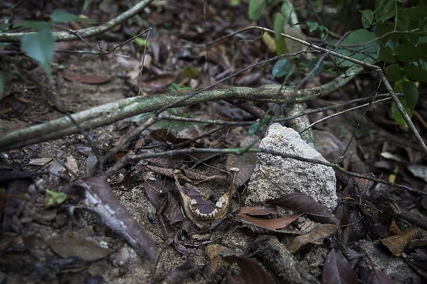 Human bones are seen near abandoned human trafficking camp in the jungle close the
