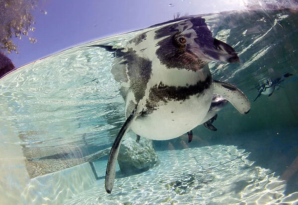 Humboldt Penguins swim at Marineland sea park on the island of Mallorca