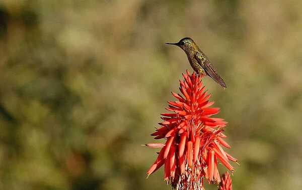 A humming bird stands on a plant at a public square in Vina del Mar