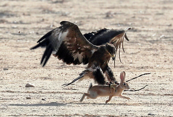 A hunting falcon catches a hare during a celebration by Egyptian clubs