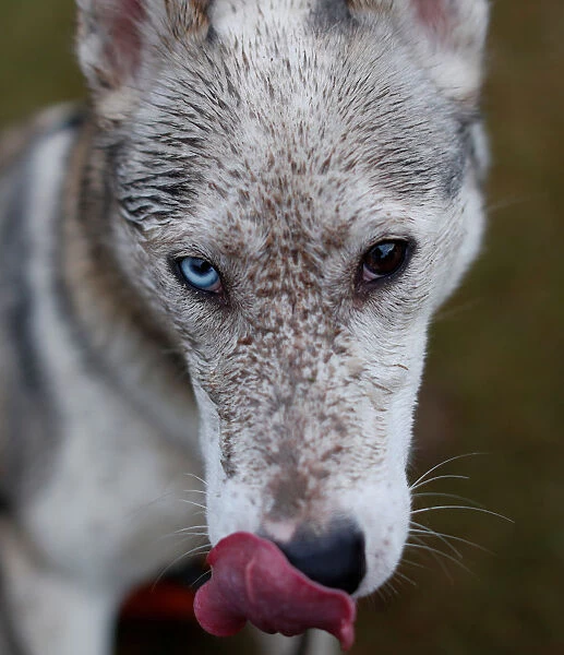 A husky with different coloured eyes is seen at the Aviemore Sled Dog Rally in Aviemore
