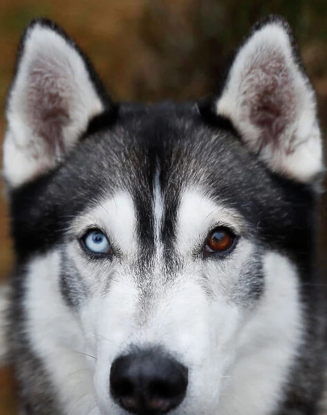 A husky with different coloured eyes is seen at the Aviemore Sled Dog Rally in Aviemore