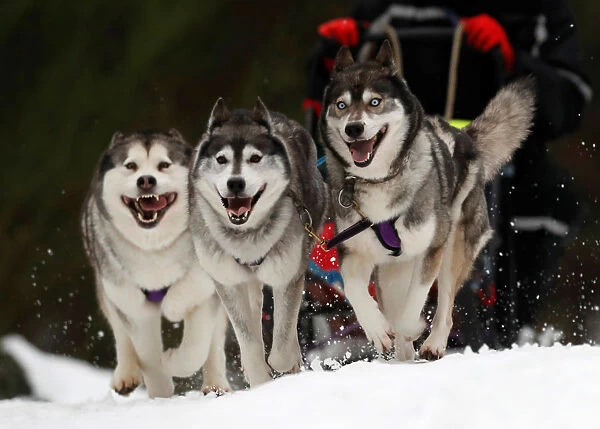 A Husky dog team pull a rig during practice for the Aviemore Sled Dog Rally in