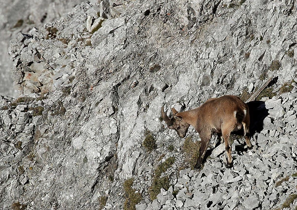 An ibex is seen at mount Hafelekar in the Alps north of Innsbruck
