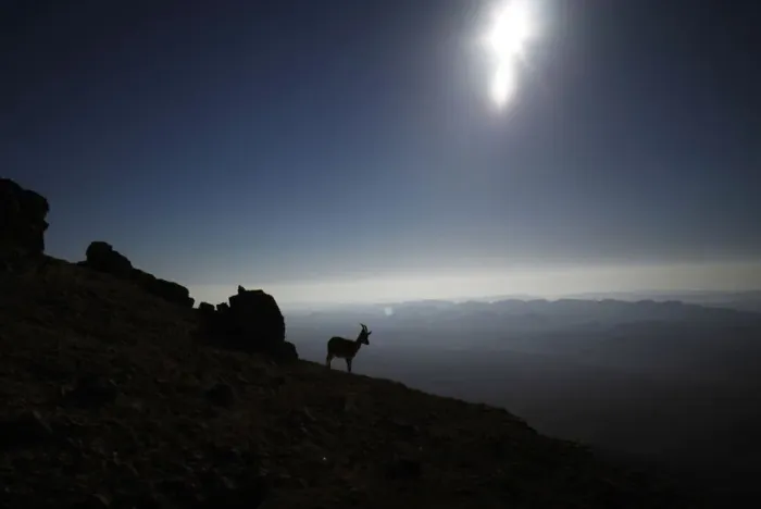 Framed Print : An ibex is silhouetted during sunrise in southern Israels Negev desert Framed Print : An ibex is silhouetted during sunrise in southern Israels Negev desert