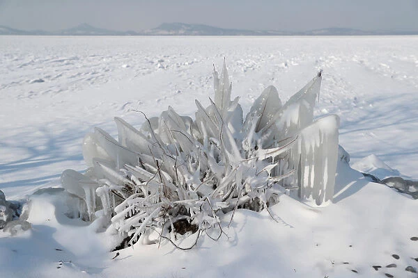 An ice covered bush is seen during a winter day on the shore of lake Balaton in Fonyod