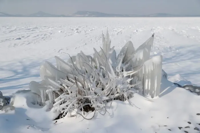 Framed Print : An ice covered bush is seen during a winter day on the shore of lake Balaton in Fonyod Framed Print : An ice covered bush is seen during a winter day on the shore of lake Balaton in Fonyod