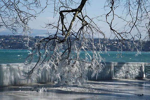 Ice is pictured on a barrier and a tree during a windy winter day near Lake Leman in