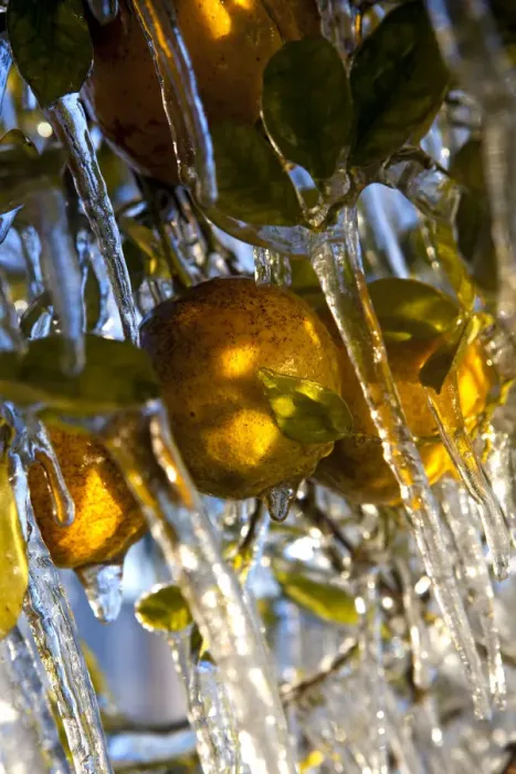 Framed Print : Icicles hang from an orange tree after it was sprayed with water throughout the night in Framed Print : Icicles hang from an orange tree after it was sprayed with water throughout the night in