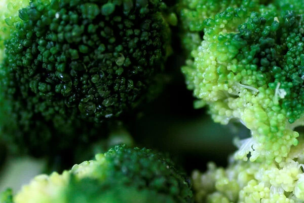 Illustration photo of broccoli