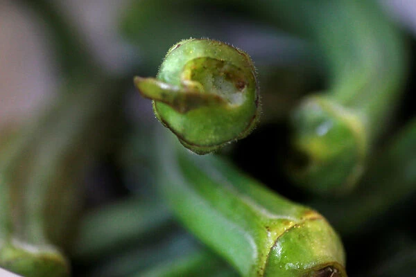 Illustration photo of okra