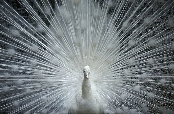 An Indian peafowl spreads its tail feathers at a zoo in Tbilisi