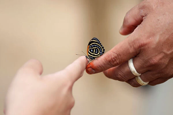 An Indigenous man from the Mura tribe holds a butterfly in Itaparana village near Humaita