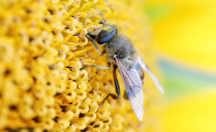 Framed Print : An insect collects nectar from a sunflower on a field near Schneisingen Framed Print : An insect collects nectar from a sunflower on a field near Schneisingen