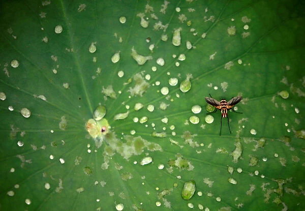 An insect is pictured on the leaf of a lotus after the rain at a pond in Lalitpur