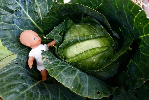 Installation of cabbage and baby doll is seen during the annual harvest festival