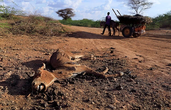 An internally displaced man from drought hit area wheels his cart as he past a dead