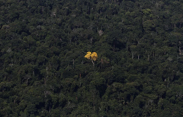 An ipe (lapacho) tree is seen in this aerial view of the Amazon rainforest near Novo