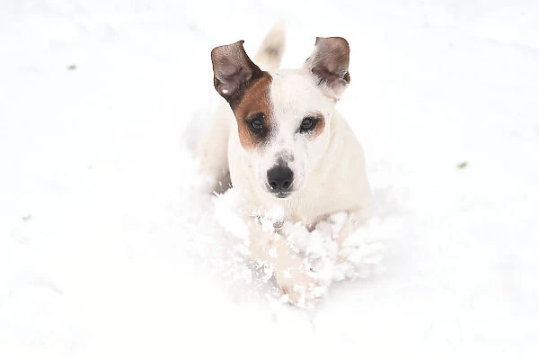A Jack Russell terrier plays in the snow in Dublin