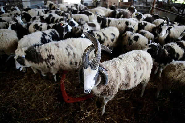 Jacob sheep stand in their barn in Ramot Naftali