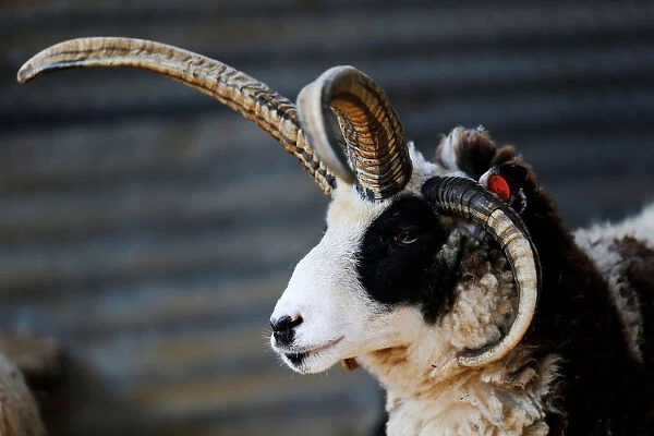 A Jacob sheep stands in its barn in Ramot Naftali