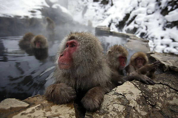 Japanese Macaques gather to soak in a hot spring at a snow-covered valley in Yamanouchi