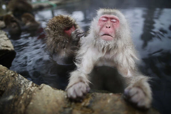 Japanese Macaques groom each other in a hot spring at a snow-covered valley in Yamanouchi