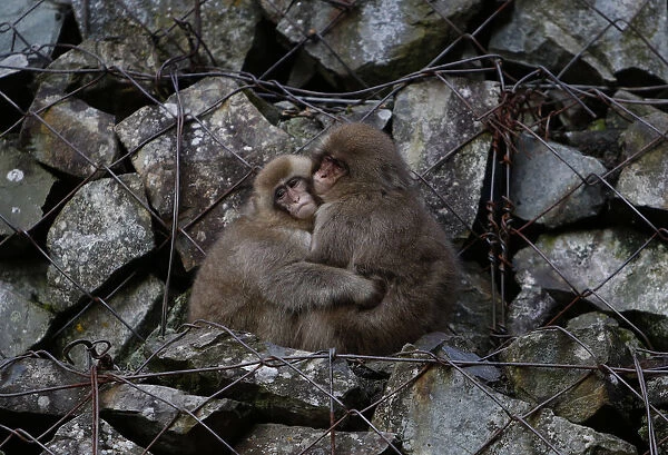 Japanese macaques hold each other while sitting on rocks near a hot spring at a valley in