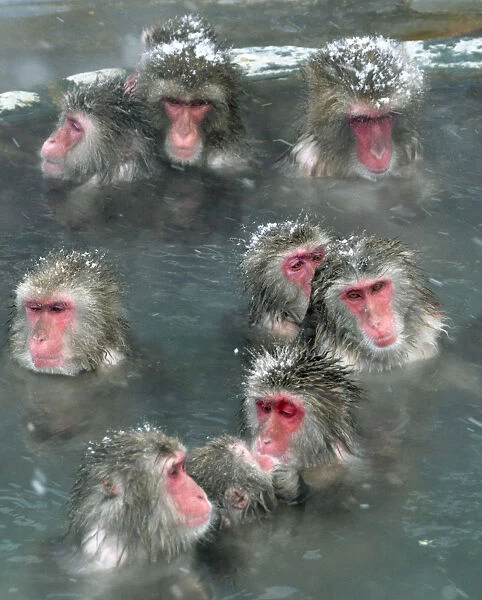 Japanese Macaques soak in a hot spring in Hakodate